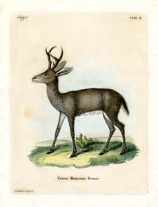 Venado Mexicano de German School