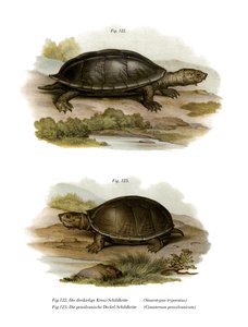 Tortuga Almizclera Gigante Mexicana