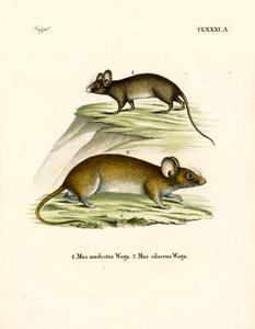 Ratones de German School
