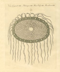 Imagen microscópica del agujero del cardo sin plumas de German School
