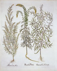Reseda, artemisa y estragón, de Hortus Eystettensis, por Basil Besler, pub. 1613 de German School