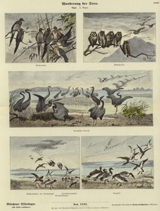 Migración de Animales