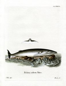 Ballena minke de German School