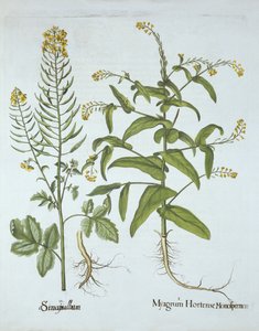 Berro de Mitra y Mostaza Blanca, de Hortus Eystettensis, por Basil Besler (1561-1629), pub. 1613 de German School