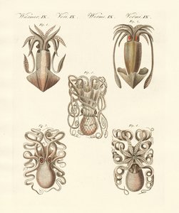 Moluscos o gusanos blandos de German School