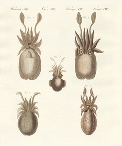 Moluscos o gusanos blandos de German School