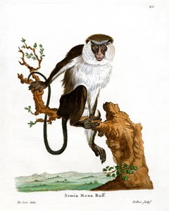Mono Mona de German School