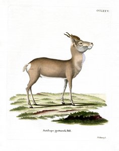 Gacela Mongola de German School
