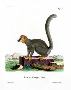 Lémur Mangosta de German School