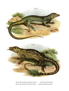 Lagarto monitor