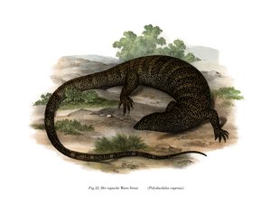 Lagarto monitor de German School