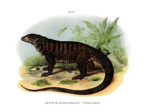 Lagarto monitor de German School