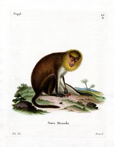 Saki monje