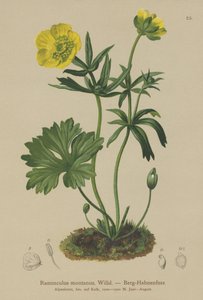 Ranúnculo de montaña (Ranunculus montanus)