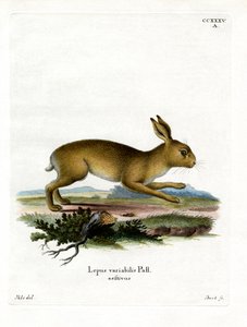 Liebre de montaña