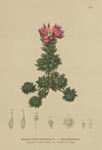 Siempreviva de montaña (Sempervivum montanum) de German School