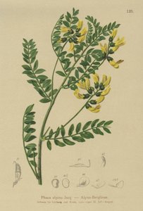 Lenteja de montaña (Phaca alpina, Astragalus alpinus, Astragalus penduliflorus, Colutea alpina, Phaca alpina, Tragacantha penduliflora) de German School