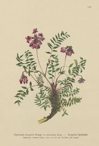 Astrágalo de montaña (Oxytropis Jacquini, Oxytropis montana) de German School