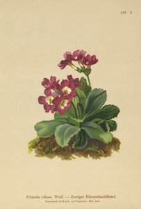 Primula de montaña (Primula villosa) de German School
