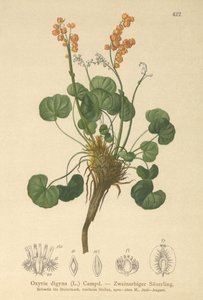Acedera de montaña (Oxyria digyna)