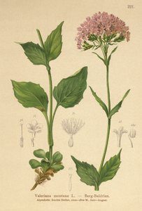 Valeriana de montaña (Valeriana montana) de German School