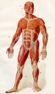 Musculatura del cuerpo humano, de "Der Mensch", publ. 1923 (impresión) de German School