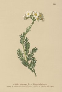 Milenrama almizclada (Achillea moschata, Achillea erba-rotta ssp. moschata) de German School
