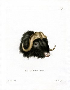 Cabeza de Buey Almizclero de German School