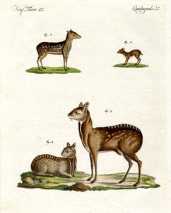 Animales almizcleros de German School