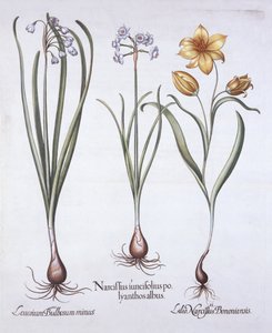 Narciso, Tulipán y Campanilla de Verano, de Hortus Eystettensis, por Basil Besler, pub. 1613 de German School