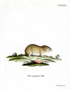 Topillo de Cabeza Estrecha de German School