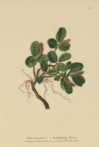 Sauce de hojas reticuladas (Salix reticulata) de German School