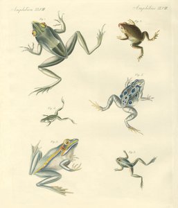 Ranas y sapos recién descubiertos
