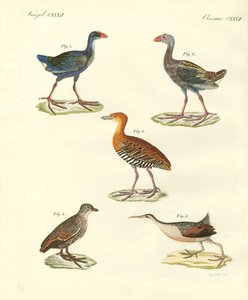 Aves nuevas