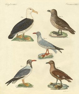 Nuevas aves de German School