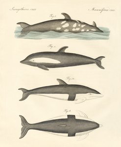 Nuevos delfines de German School