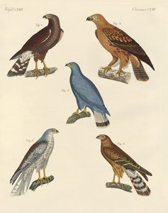 Nuevas aves de presa conocidas de German School
