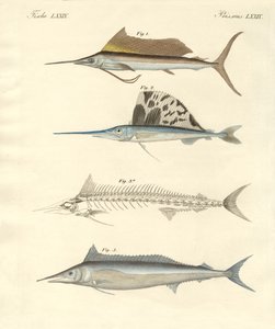 Peces nuevos parecidos a la caballa
