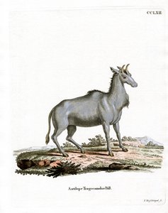 Nilgai de German School