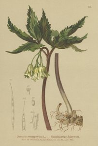 Coral de nueve hojas (Dentaria enneaphyllos)