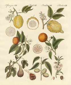 Frutas tropicales nobles de German School