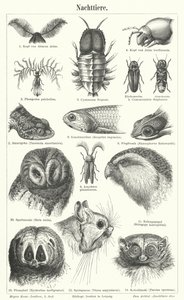 Animales nocturnos (grabado) de German School