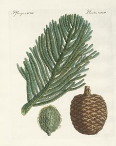 Pino de la Isla Norfolk