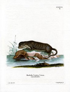 Nutria norteamericana de German School