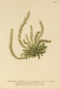 Selaginella selaginoides, Selaginella spinulosa, Lycopodium selaginoides, Bernhardia spinosa