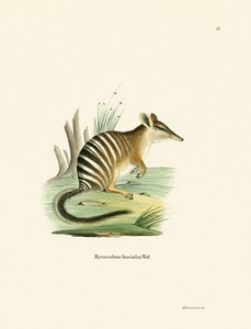 Numbat de German School