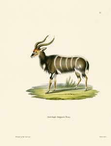 Nyala de German School