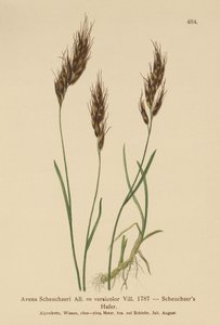 Hierba de Avena (Avena Scheuchzeri, Avena versicolor, Avena alpina)