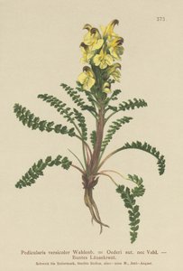 Pedicularis de Oeder (Pedicularis versicolor, Pedicularis Oederi) de German School