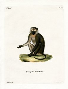 Babuino oliva de German School